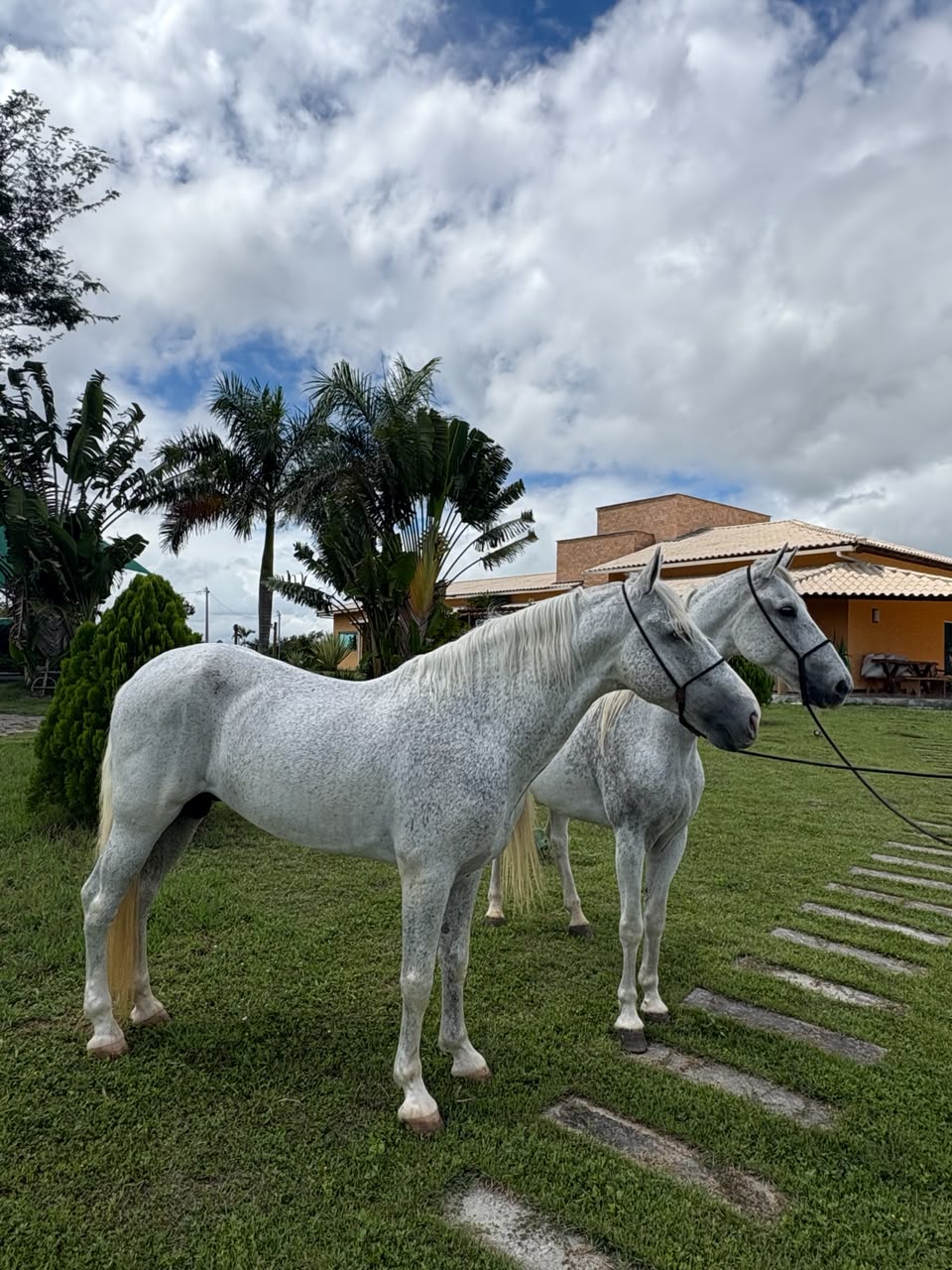 Cavalos brancos no campo do Residencial Recanto do Sol